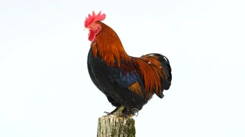 Rotates rooster on stump isolated on white screen Stock Footage 105011773