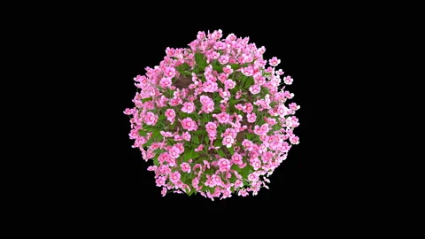 Rotating 3D Little Planet With Pink Flowers With Alpha Matte Loop Stock Footage 201737334