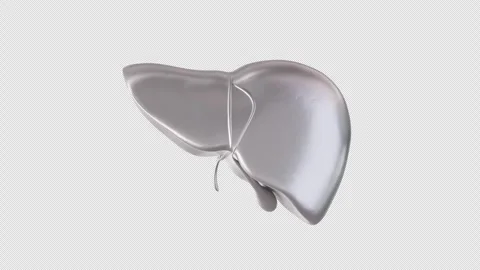 Rotating 3D Model of Liver Stock Footage 307011335