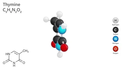 A rotating 3D model of Thymine (C5H6N2O2), a pyrimidine nucleobase. Stock Footage 285230108