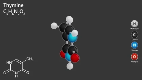 A rotating 3D model of the Thymine molecule. C5H6N2O2. Stock Footage 284942241