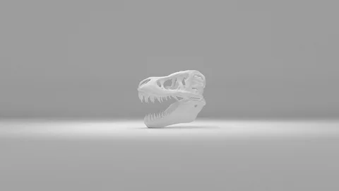 Rotating 3D White T-Rex Skull Against White Gradient Background Stock Footage 112805598