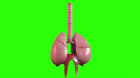 Rotating 4K Realistic Respiratory system Video stock 255523375