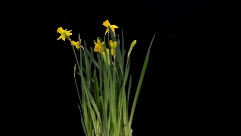 Rotating 4K Timelapse of Yellow Daffodils Blooming on Black Background Stock Footage 306582643