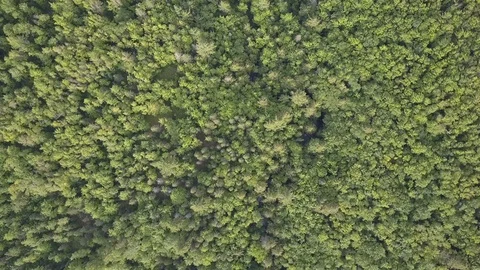 Rotating above forest Stock Footage 86475157