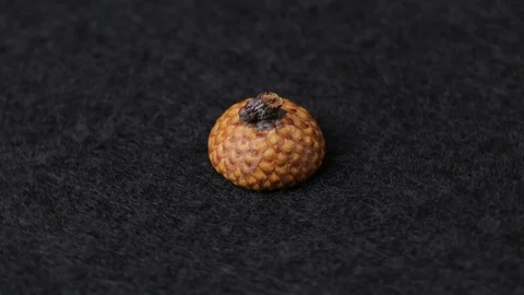 Rotating Acorn Cap On Black Wool Fabric Sheet. Study With A Magnifying Glass Stock Footage 122413794