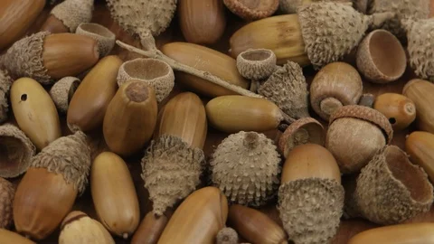 Rotating acorns Stock Footage 116243659