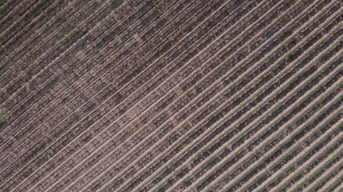 Rotating aerial diagonal pattern of grape vines in tidy vineyard rows Stock Footage 155259766