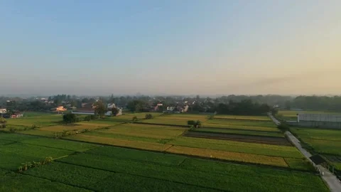 Rotating aerial drone view of green rice fields and rural village. Stock Footage 342086414