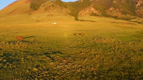 Rotating Aerial Group of Three Wild Horses, Western Prairie Landscape, Wyoming Stock Footage 101622112