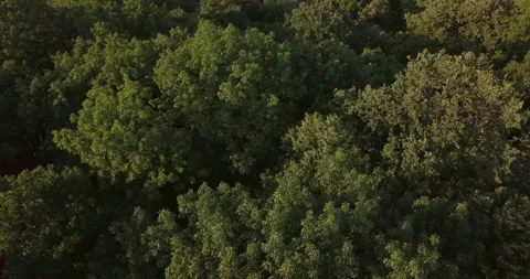 Rotating Aerial Shot Forest Trees Moved By Wind Stock Footage 160247491