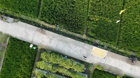 Rotating aerial top down drone view of woman jogging on rural rice field path in Vídeo Stock 342335133