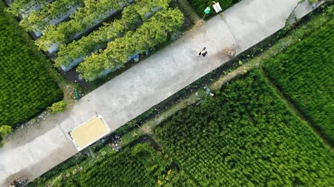 Rotating aerial top down drone view of woman jogging on rural rice field path in Stock Footage 342335135