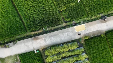 Rotating aerial top down drone view of woman jogging on rural rice field path in 動画素材 342335142