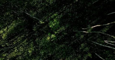 Rotating Aerial View of a Birch Forest Stock Footage 127510866