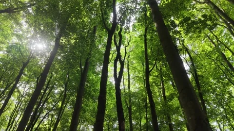 Rotating aerial view of lush green deciduous forest canopy in spring sunlight Stock Footage 337356355