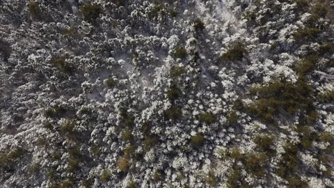Rotating Aerial View Of Spruce Forest In Winter - Christmas Nature Theme Stock Footage 308814429