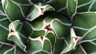 Rotating Agave, Slow Motion, Loopable Hd Closeup Stock Footage