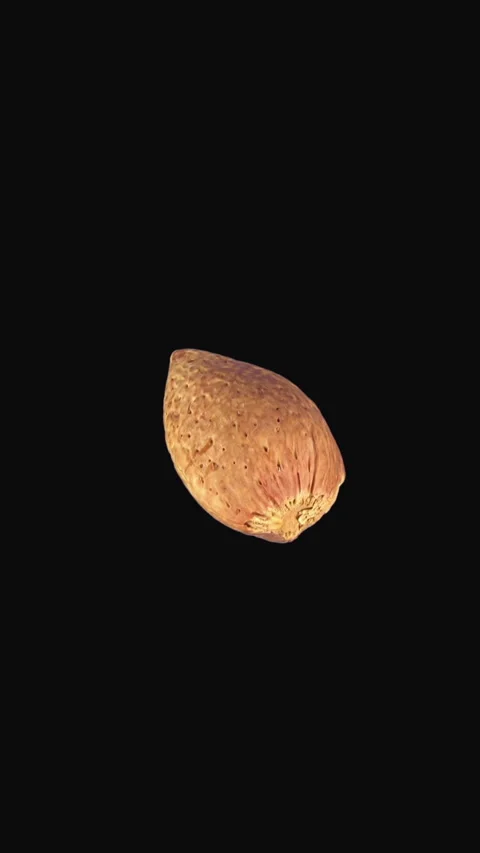 Rotating almond nut seamless loop Stock Footage 280331573
