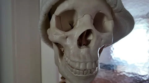 Rotating anatomical model of a human skull Видео 346167947