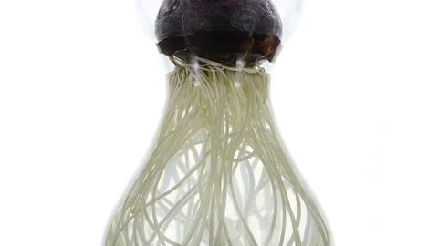 Rotating and growing hyacinth roots in a vase Stock Footage