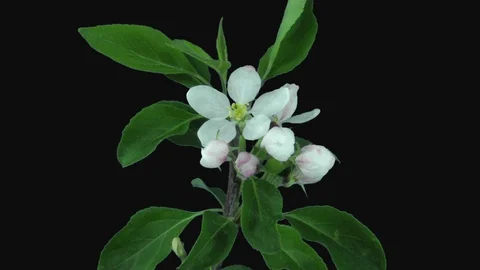 Rotating and opening apple branch in RGB + ALPHA matte format Stock Footage 89202489