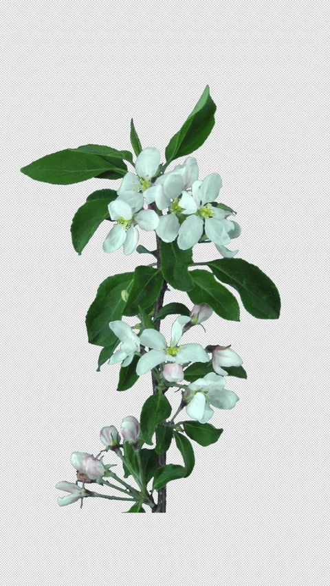 Rotating and opening apple branch with ALPHA channel, vertical orientation Stock Footage 308448175
