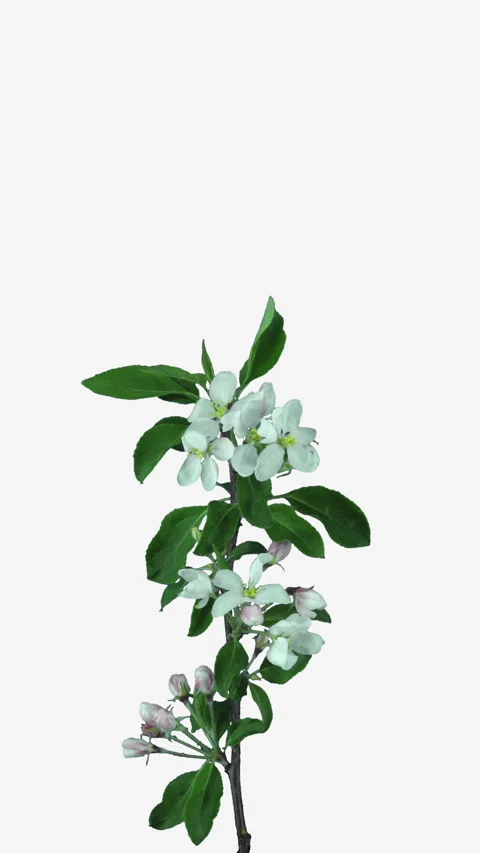 Rotating and opening apple branch, vertical orientation Stock Footage 323699801