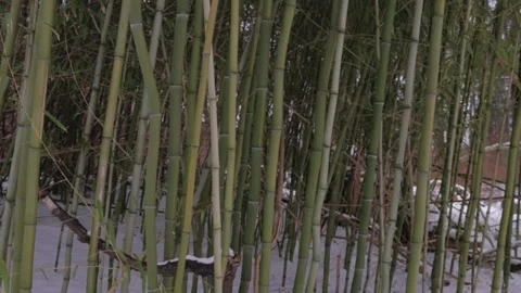 Rotating Around Cluster of Bamboo in Snow Vídeo Stock 234432971