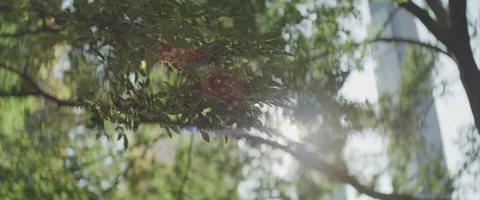 Rotating Around Leaves of a Tree in a New York Park as the Sun Shines Through Vidéo 208760534