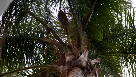 Rotating around a palm tree in a garden slowly Stock Footage 217356288