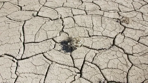 Rotating around single plant growing up through dry cracked mud Stock Footage 149632260