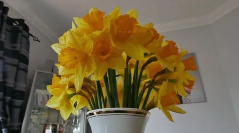 Rotating around spring Daffodils in a Vase Stock Footage 47892647