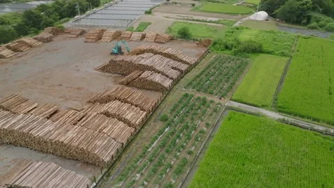 Rotating around stacks of cut logs at lumber yard in countryside Stock Footage 219267016