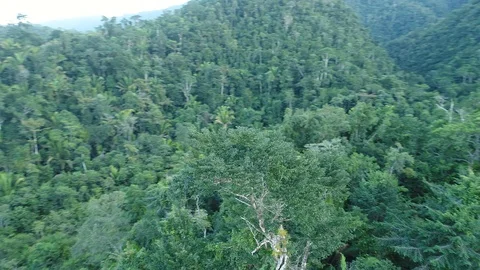 Rotating around tree in Mayan Mountains in Central American Jungles 스톡 동영상 122700671
