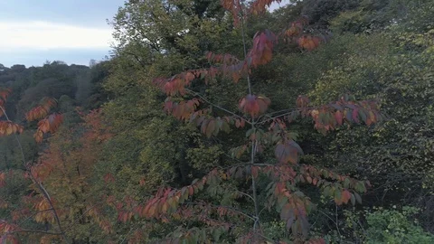 Rotating around a tree with red leaves, revealing a valley, Drone, Yorkshire Stock Footage 93197798