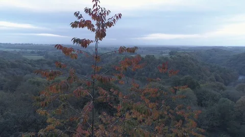 Rotating around a tree top in the autumn, Drone, Yorkshire Video stock 93197315