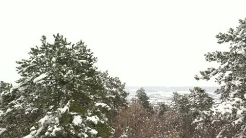 Rotating around trees with branches under snow 4K drone footage Stock Footage 101029627