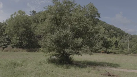 Rotating around a wise old tree Stock Footage 92378211