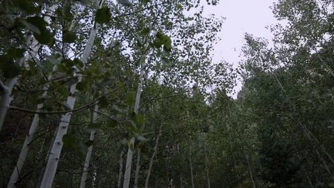 Rotating Aspen Tree Shot Stock Footage 94845159