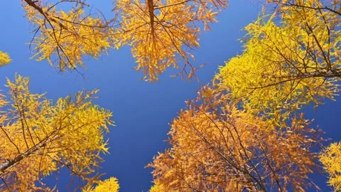 Rotating autumn forest Stock Footage 167774363