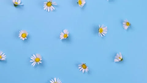 Rotating background of daisies or white flowers on a blue background. Summer Stock Footage 195623085
