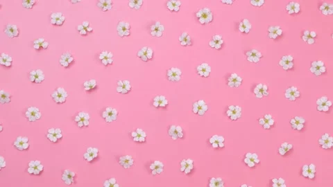 Rotating background of daisies or white flowers on a blue background. Summer Stock Footage 196160999