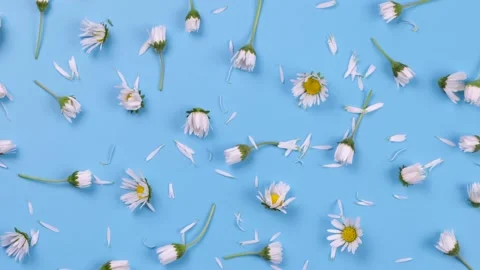 Rotating background of daisies or white flowers on a blue background. Summer Stock Footage 196243280