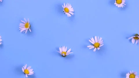 Rotating background of daisies or white flowers on a blue background. Summer Stock Footage 198571732