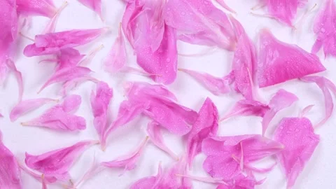 Rotating background of pink peony petals on a white background Stock Footage 196621373