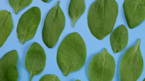 Rotating background of spinach leaves on a blue background,healthy food concept Stock Footage 196605087