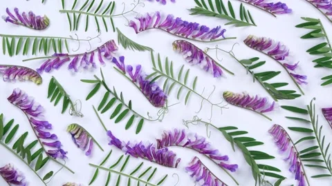 Rotating background with violet field flowers and leaves on a white background Stock Footage 195953339