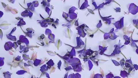 Rotating background with violet field flowers on a white background Stock Footage 200002130