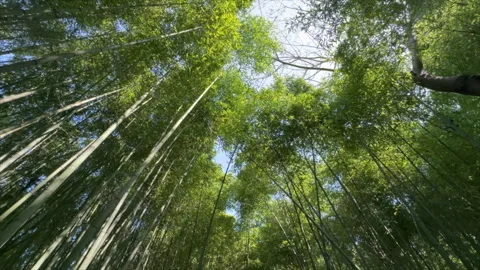Rotating bamboo forest, Stock-Footage 309428314